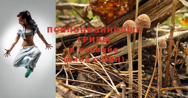 хмурый Аркадак