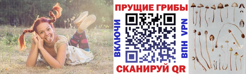 Купить  Давлеканово  Галлюциногенные грибы Psilocybe 